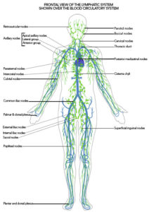 lymph system healing crisis